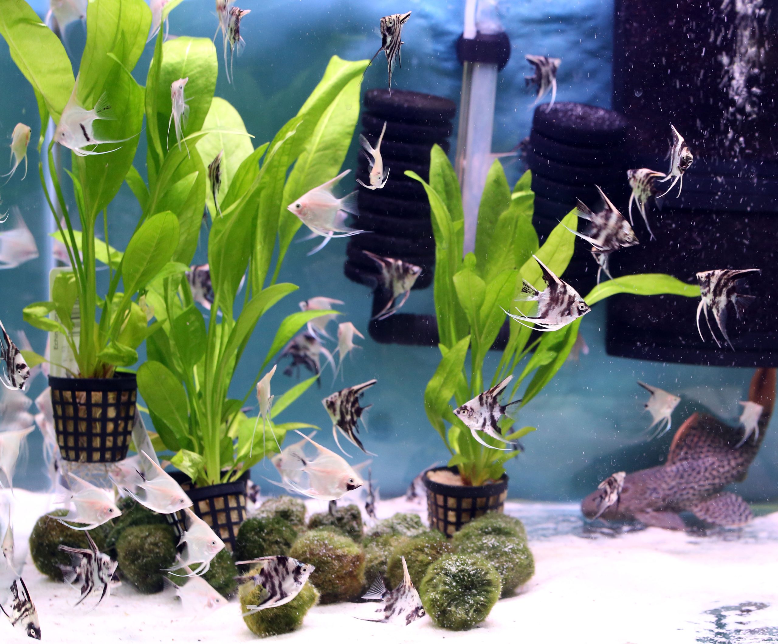 aquarium plants